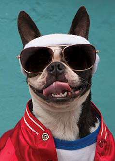 294_workthumb_spca